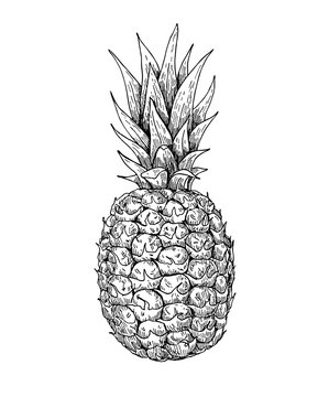 Vector hand drawn pineapple. Summer fruit engraved style illustr