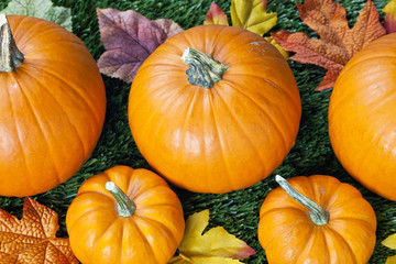 top view of halloween pumpkins.