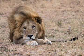 Lion lying in grass taken in the Masai Mara in Kenya