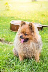 Pomeranian dog on green grass