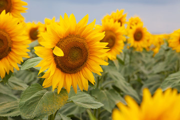 Fototapeta premium Field of sunflowers