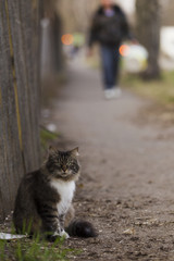 Cat sitting near the fence on the sidewalk