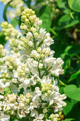 Branches of blooming white lilac