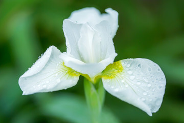 Obraz premium White beautiful iris flower close up