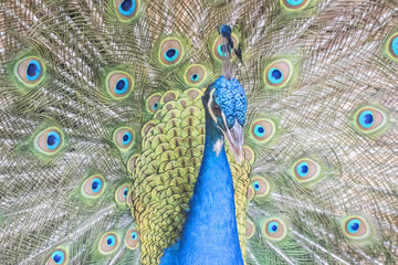 Obraz premium Pavo cristatus, Indian peafowl