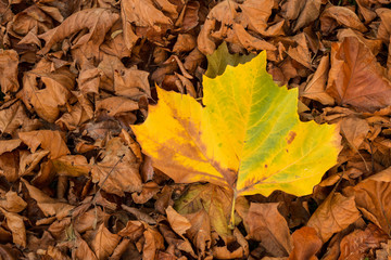 One Yellow Leaf