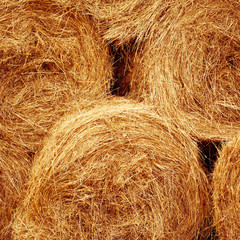 Hay bales on the field at summer