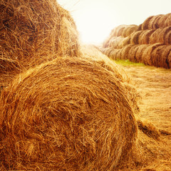 Hay bales on the field at summer