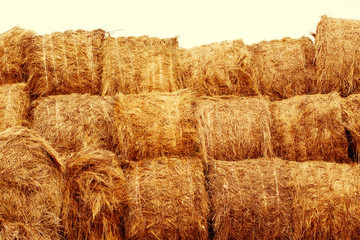 Hay bales on the field at summer