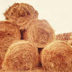 Hay bales on the field at summer