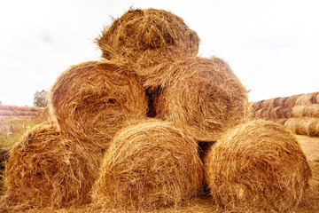Hay bales on the field at summer