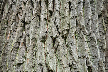 The background of the rough bark of a tree
