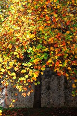 In autumn, the leaves of the maples turn from green to yellow and red.