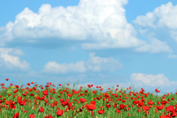 red poppies flower and blue sky meadow