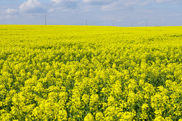 Rapsfeld im Sommer