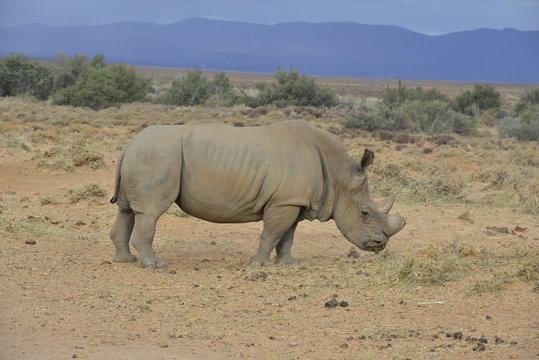White Rhinoceros on the plain's of South Africa
