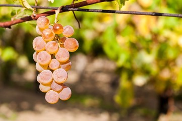 Wine grape with blurred natural background and space on right side
