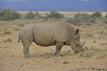 Obraz premium White Rhinoceros on the plain's of South Africa 