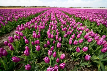 Deurstickers Tulp Tulpenvelden in het voorjaar