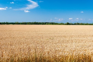 Golden wheat field with blue sky and white clouds in background