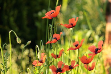 morning poppies on the meadow