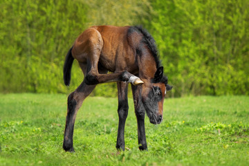 Little foal in the meadow
