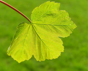 Sycamore leaf