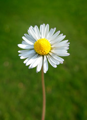 Daisy