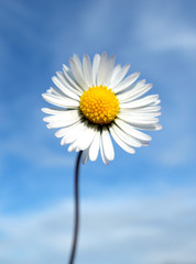Daisy