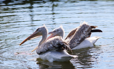 The conflict between the pelicans.