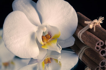 Orchidea bianca con cannella