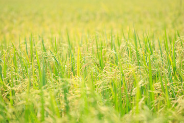Young green rice field in Thailand