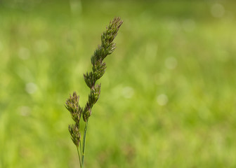 grass stem