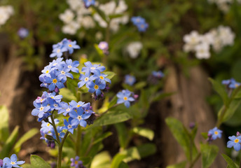 Forget-me-not blue flowers in spring close up