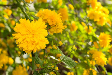 Nature background with beautiful Japanese yellow flowers, Kerria japonica pleniflora