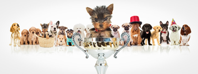winning yorkshire terrier in front of  dogs pack