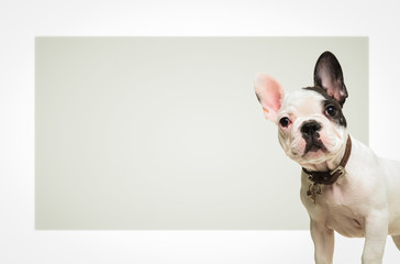 french bulldog  standing in front of a big blank board