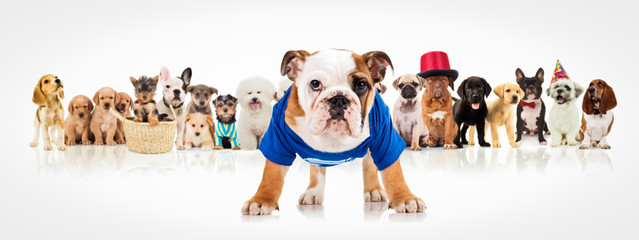 english bulldog standing in front of  dogs pack
