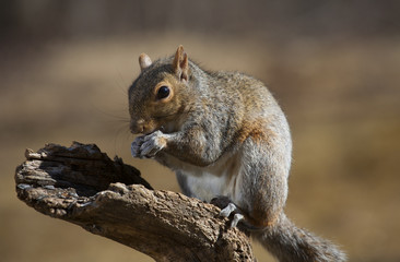 Naklejka na ściany i meble Posing squirrel