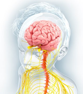 Human nervous system, artwork