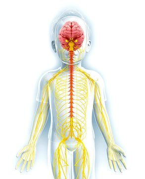 Human nervous system, artwork