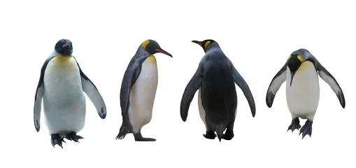 Deurstickers Pinguïn Zet keizerlijke pinguïns op een witte achtergrond