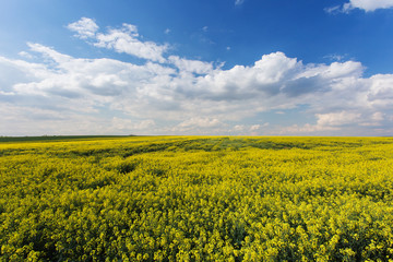 Rape field. Yellow flowers in daylight, cloudy blue sky. Rapesee
