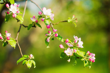 Apple tree spring blossom