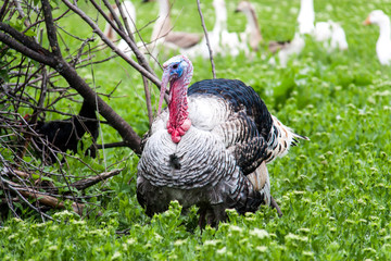 turkey grazing on green grass in the village