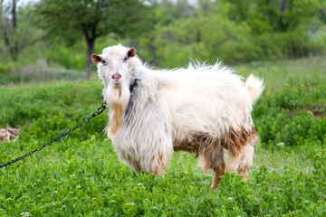 goat grazing in meadow on a chain in village