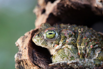 Frog with bulging green eyes
