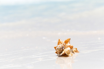 Fototapeta na wymiar Sea shell on the sandy beach