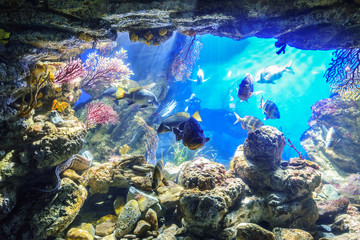 Fototapeta na wymiar Exotic fish in marine aquarium