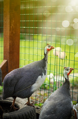 beautiful guinea fowl